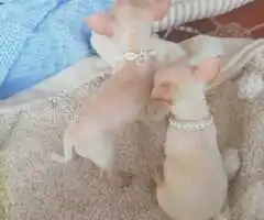Chihuahuas machos preciosos