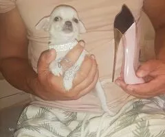 Chihuahua hembra preciosa