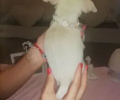 Chihuahua hembra preciosa