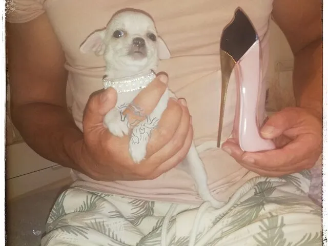 Chihuahua hembra preciosa - 4/4