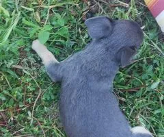 Chihuahua macho 5 meses blue