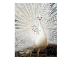 Pavo Real Blanco