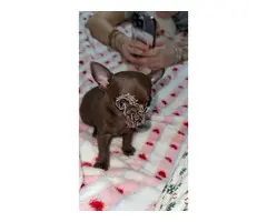 Cachorros chihuahua en adopción