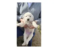 preciosos mastin español