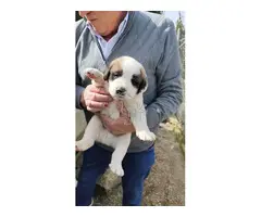 preciosos mastin español