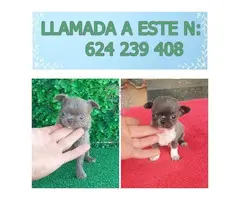 IMPRESIONANTE  CHIHUAHUA   LINEA  TOY