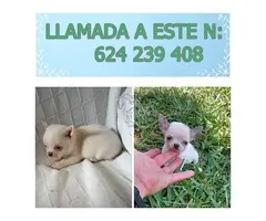 IMPRESIONANTE  CHIHUAHUA   LINEA  TOY