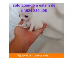 IMPRESIONANTE  CHIHUAHUA   LINEA  TOY