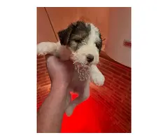 Fox Terrier