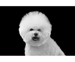 Desenredante y Acondicionador Natural 5L – Formato Profesional