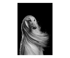 Desenredante y Acondicionador Natural 5L – Formato Profesional