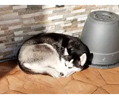 Se busca familia para Husky hembra de 16 meses