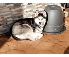 Se busca familia para Husky hembra de 16 meses