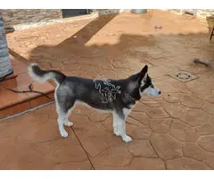 Se busca familia para Husky hembra de 16 meses
