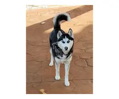 Se busca familia para Husky hembra de 16 meses