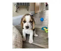 Dos preciosos cachorros Beagle