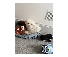 Cachorros Bichón Frisé