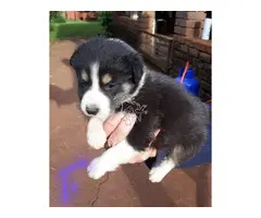 Preciosos cachorros de Border Collie