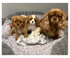 Cachorros de Cavalier King Charles Spaniel