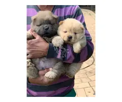 Cachorros Chow Chow con aspecto de osito de peluche