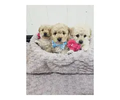 Preciosos cachorros Cockapoo F1b