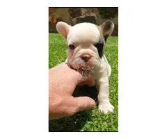 Precioso bulldog francés