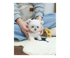 Cachorros de bichón maltés en adopción