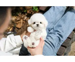 Cachorros de bichón maltés en adopción