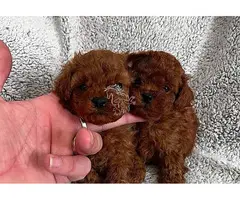 Cachorros de caniche en adopción