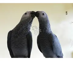 Loros Yaco en adopción