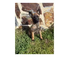 Pastor Belga Malinoi