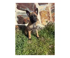 Pastor Belga Malinoi