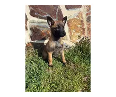 Pastor Belga Malinoi