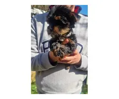 Cachorros de Yorkshire Terrier en adopción.