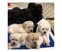 CACHORROS LABRADOR RETRIEVER