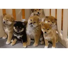 CACHORROS SHIBA INU