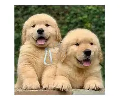 REGALO CACHORROS GOLDEN