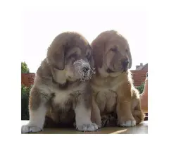 CACHORROS MASTINA ESPANOLA