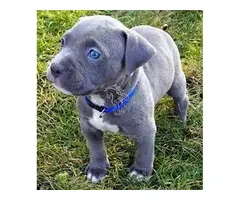 CACHORROS PITBULL AMERICANOS