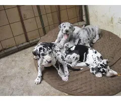 CACHORROS GRAN DANES