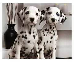 CACHORROS DALMANTA  PARA ADOPCION