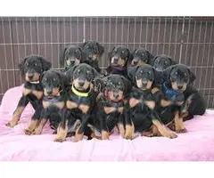 LINDOS CACHORROS DOBERMAN