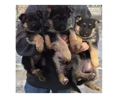 CACHORROS PASTOR ALEMAN