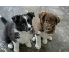 CACHORROS BORDER COLLIE