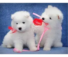 MAGNIFICOS CACHORROS SAMOYEDO