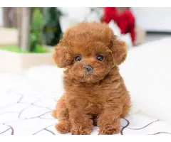 CACHORROS CANICHES TOY