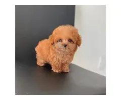 CACHORROS CANICHES TOY