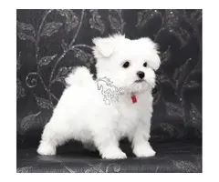 REGALO cachorro de Bichon Maltes Mini