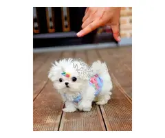 REGALO cachorro de Bichon Maltes Mini