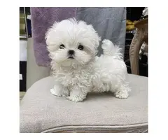 REGALO cachorro de Bichon Maltes Mini